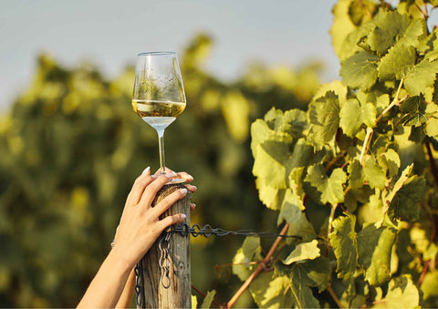 Vin blanc sans alcool : sélection disponible en France, et quels cépages privilégier ?